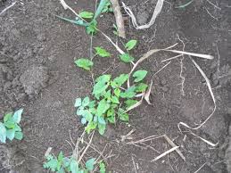 Image result for Convolvulus farinosus