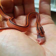 Bamboo Rat Snake Eating A Baby Mouse Photo By Castle Colubrids Rat Snake Mouse Photos Baby Mouse