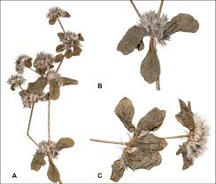 Image result for Polycarpaea