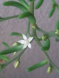 Image result for Plicosepalus amplexicaulis