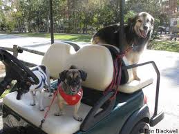 Your session will expire in 5 minutes , 0 seconds , due to inactivity. Pet Friendly Hotels At Walt Disney World Resort Allears Net