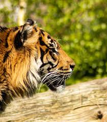 Your nature stock images are ready. Tiger Predator Nature Free Photo On Pixabay