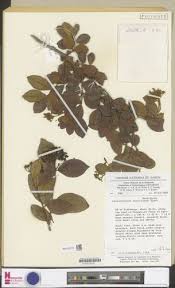 Image result for Psorospermum febrifugum