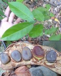 Image result for Intsia