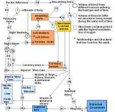 Microc examples c codes proteus isis circuits schematic circuit diagram. Early Development Devel Physiol Dr D Penney Figure 2 13 Schematic Diagram Of The Fetal Circulation Very Important Return To Page 23 Return To Index