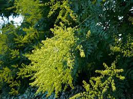 We did not find results for: 15 Stunning Shrubs Trees With Yellow Flowers Plant Index