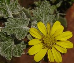Image result for Senecio latifolius