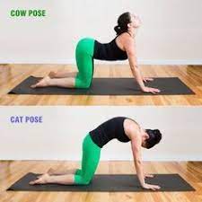 Also called the chakravakasana, cat cow pose is said to be ideal for those experiencing frequent back pains as it improves both your posture and balance. Benefits Of Cat Cow Stretch Tennisnerd Net