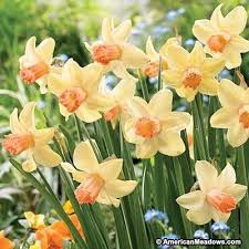 Miniature Daffodil Bulbs Prototype Daffodil Bulbs Daffodils Spring Flowers