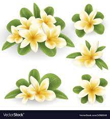White And Yellow Plumeria Flower Royalty Free Vector Image Aff Plumeria Flower White Yellow Ad Plumeria Flowers Wedding Vector Art Flowers