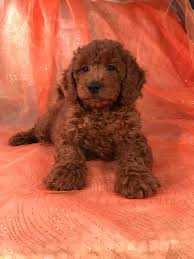 Maybe you would like to learn more about one of these? Red Golden Doodle Mini Google Search Goldendoodle Puppy Mini Goldendoodle Puppies Really Cute Dogs