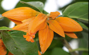 Use an orange flowering vine as a bold statement in a patch of green plants or to energize an old fence and give it a new life. Juanulloa Gold Finger Bush Vine Live Plant Rare Tropical Orange Flowers Attract Hummingbirds Starter Size 4 Inch Pot Emerald Tm Emerald Goddess Gardens