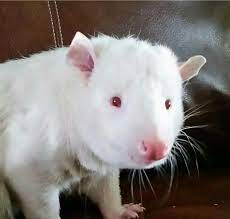 Ziggy The Albino Possum Cute Animals Cute Creatures Albino Animals