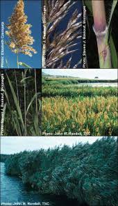 Image result for Phragmites