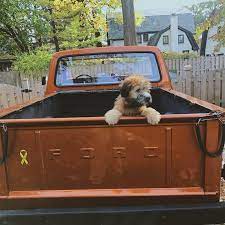 East Coast Wheaten Terriers And Whoodles