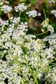 Carum carvi is a biennial growing to 0.6 m (2ft) by 0.3 m (1ft in). How To Plant And Grow Caraway Plants Gardener S Path