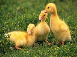 Check spelling or type a new query. Ly Giáº£i Ä'iá»m Bao MÆ¡ Tháº¥y Con Vá»‹t Mang Ä'áº¿n Y NghÄ©a Gi