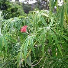 Image result for Sarcophrynium brachystachyum