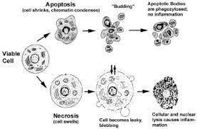 Heat shock proteins (hsps) are specific proteins that are made when cells are briefly exposed to temperatures above their normal growth temperature. Hallmarks Of The Apoptotic And Necrotic Cell Death Process Apoptosis Download Scientific Diagram