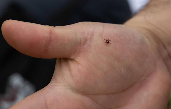 In the Shawnee: Alpha-gal syndrome poses threat to southern Illinoisans as  tick population surges - Capitol City Now