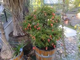 Granado Enano Punica Granatum Nana Para Mi Jardin Arbustos Jardineria