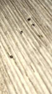 Wenn im herbst die heizung eingeschaltet wird, dauert es meist nicht lange, bis sich die ersten spinnmilben auf den zimmerpflanzen breitmachen. Habe Ich Spinneneier