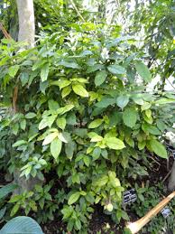 Image result for Stanfieldiella imperforata