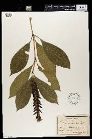 Image result for Lankesteria