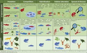 Invasive Species And Amphibian Conservation