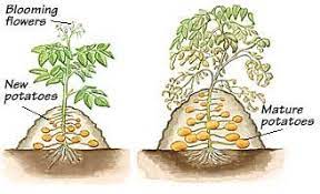 Digging for potatoes, however, is less popular, especially among those of us with bad backs. Planting Potatoes Planting Potatoes Potato Gardening Growing Potatoes