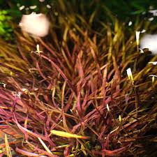 Image result for Blyxa aubertii