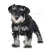 Kc miniature schnauzer pups (black). 1