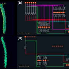 New era 566 wiring : Pdf Accelerating With Flybrainlab The Discovery Of The Functional Logic Of The Drosophila Brain In The Connectomic Era