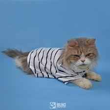 31 october 2002 (australia) see more ». Jual Baju Kucing Baju Kucing Murah Baju Untuk Kucing Baju Anjing Baju Anjing Kecil Baju Untuk Anjing Buki Basic Stripe White Black Murah Mei 2021 Blibli