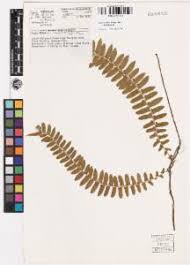 Image result for Arthropteris palisotii