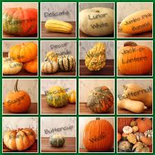 Ourlocaltopia You Are Where You Eat Pumpkin Squash Squash Varieties Pumpkin