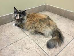 Sometimes a hairball can closely resemble cat poop, but if you find it a good distance from the litter box, it's and unlike dogs, kitties don't make up the deficiency by drinking lots of water. My Cat Has A Lot Of Hair Balls What S Normal Bayshore Veterinary Clinic