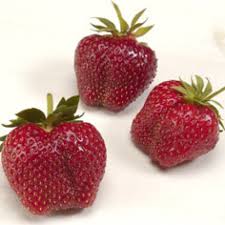 Strawberry Plants Best Selection And Highest Quality At