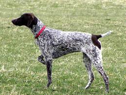 When we got our first german wirehaired pointer in 1999, tom wanted a good hunting dog, but jodi wanted a dog she could show. German Short Haired Pointers Pups