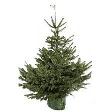 Idéal pour garder vos sapins après les fêtes de fin d'année, possibilité de replanter votre sapin. Sapin Nordmann En Pot Sapins En Pot Avec Racines Sapins Noel Fr