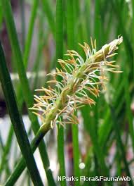 Image result for Eleocharis naumanniana