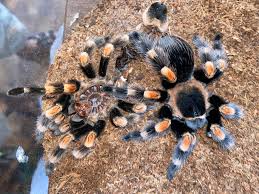 Image result for Brachystegia allenii × boehmii