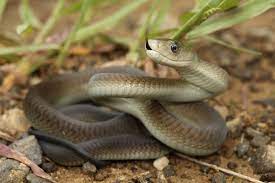 Inland Taipan Vs Black Mamba Who Is More Deadly Worldatlas