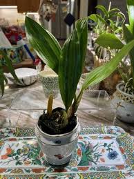 Image result for Angraecum calceolus