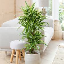 Image result for dracaena