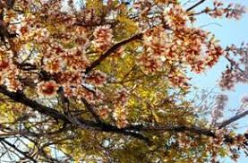 Image result for Philenoptera bussei