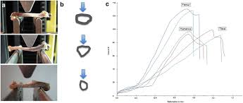 Generally speaking, it is very easy to recognize a cross section through the leg, mostly due to the tibia. Figure 1 Whole Bone Testing In Small Animals Systematic Characterization Of The Mechanical Properties Of Different Rodent Bones Available For Rat Fracture Models Springerlink