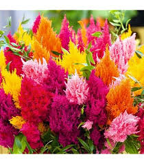 Image result for Celosia pandurata