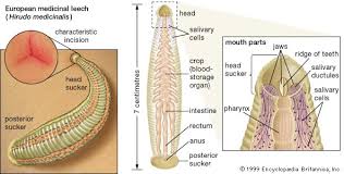 Apicomplexa* coccidia* eucoccidiida* fresh water* leeches* reptiles* research* texas; Leech Annelid Britannica