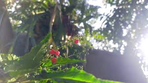 Image result for Petiveriaceae